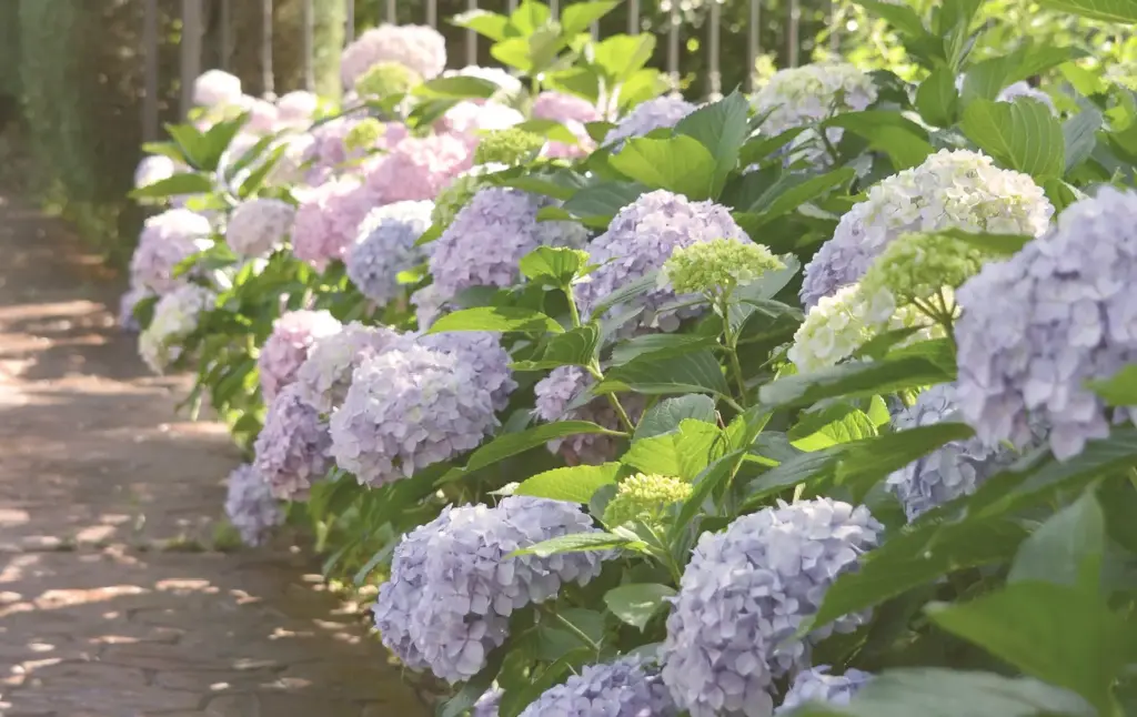 Ramo de hortensias